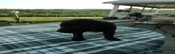 Labrador Retriever dogs for sale: Mindy - Ad 1