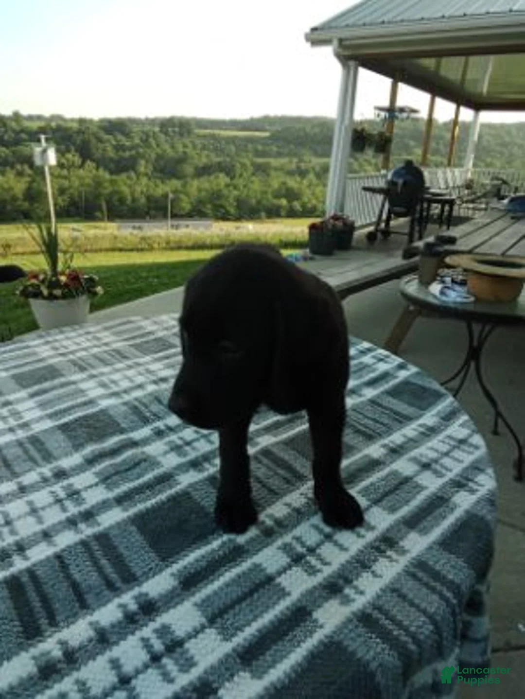 Labrador Retriever dogs for sale: Mindy - Ad 1