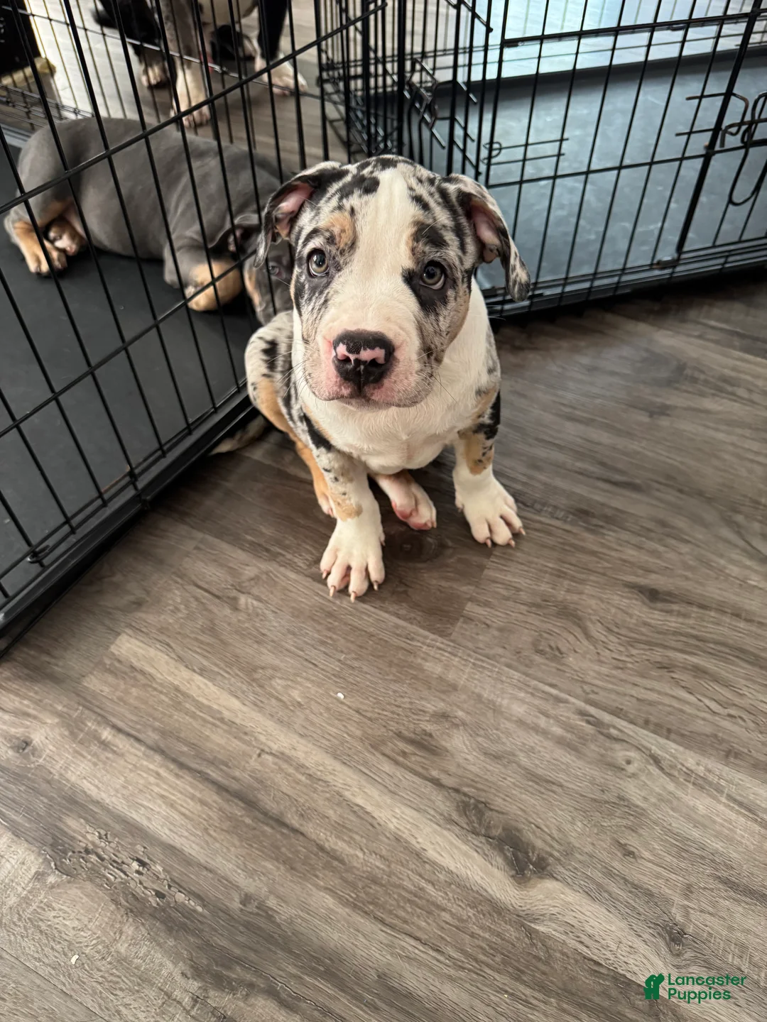 American Bully dogs for sale: American Bully 2 - Ad 2