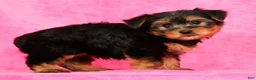 Yorkshire Terrier dogs for sale: Leo - Ad 4