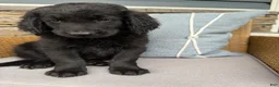Goldendoodle dogs for sale: Collin  - Ad 4