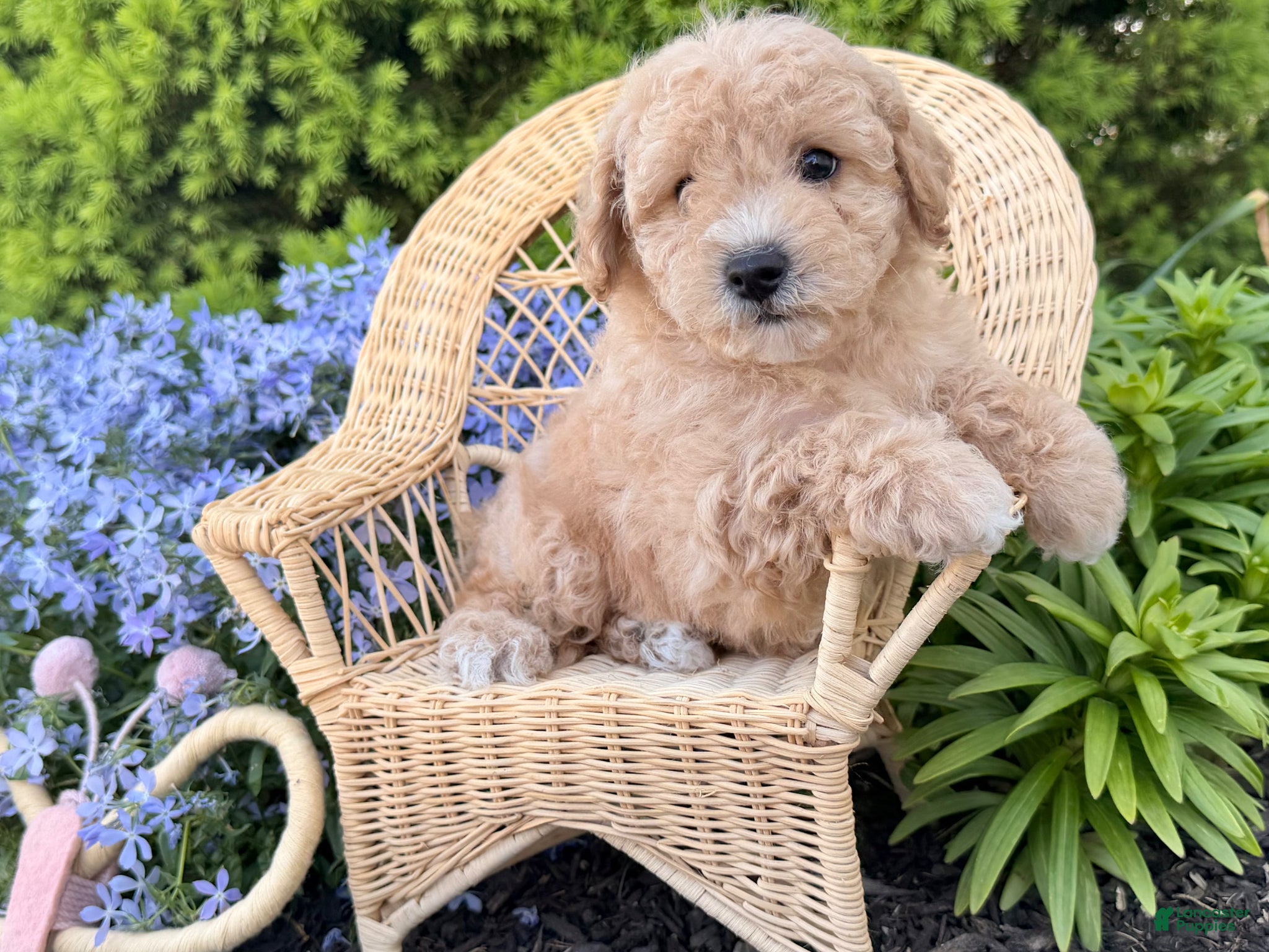 Bichpoo dogs Marley  - Ad 2