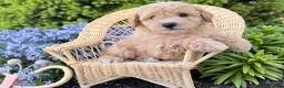 Bichpoo dogs for sale: Marley  - Ad 2