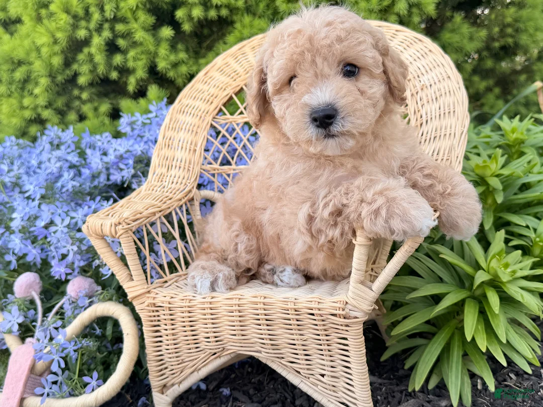 Bichpoo dogs for sale: Marley  - Ad 2