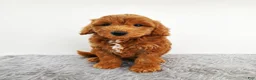 Mini Goldendoodle dogs for sale: Milo - Ad 4