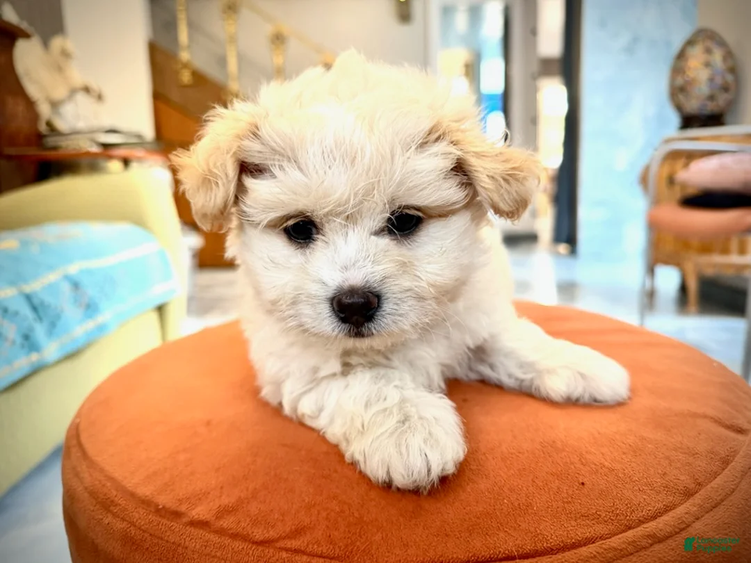 Maltipoo dogs for sale: Teddybear Maltipoo Male 1 - Ad 4