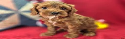 Cockapoo dogs for sale: Emily - Ad 2