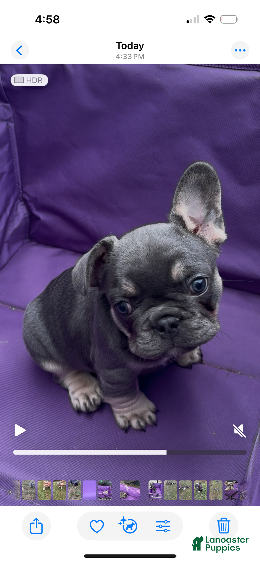 French Bulldog dogs for sale: Diesel - Ad 4