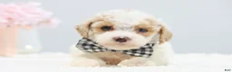 Toy Poodle dogs for sale: Boots - Ad 1