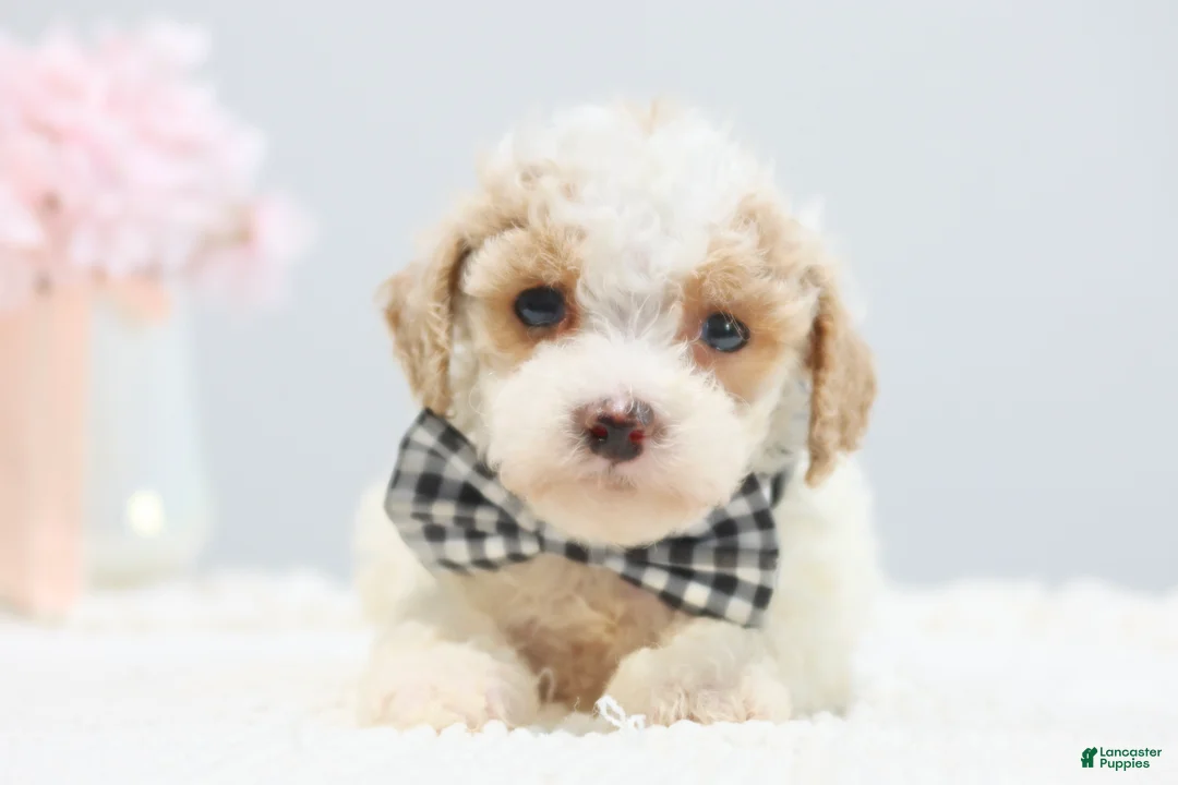 Toy Poodle dogs for sale: Boots - Ad 1