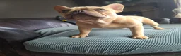 French Bulldog dogs for sale: Coco merle male - Ad 3
