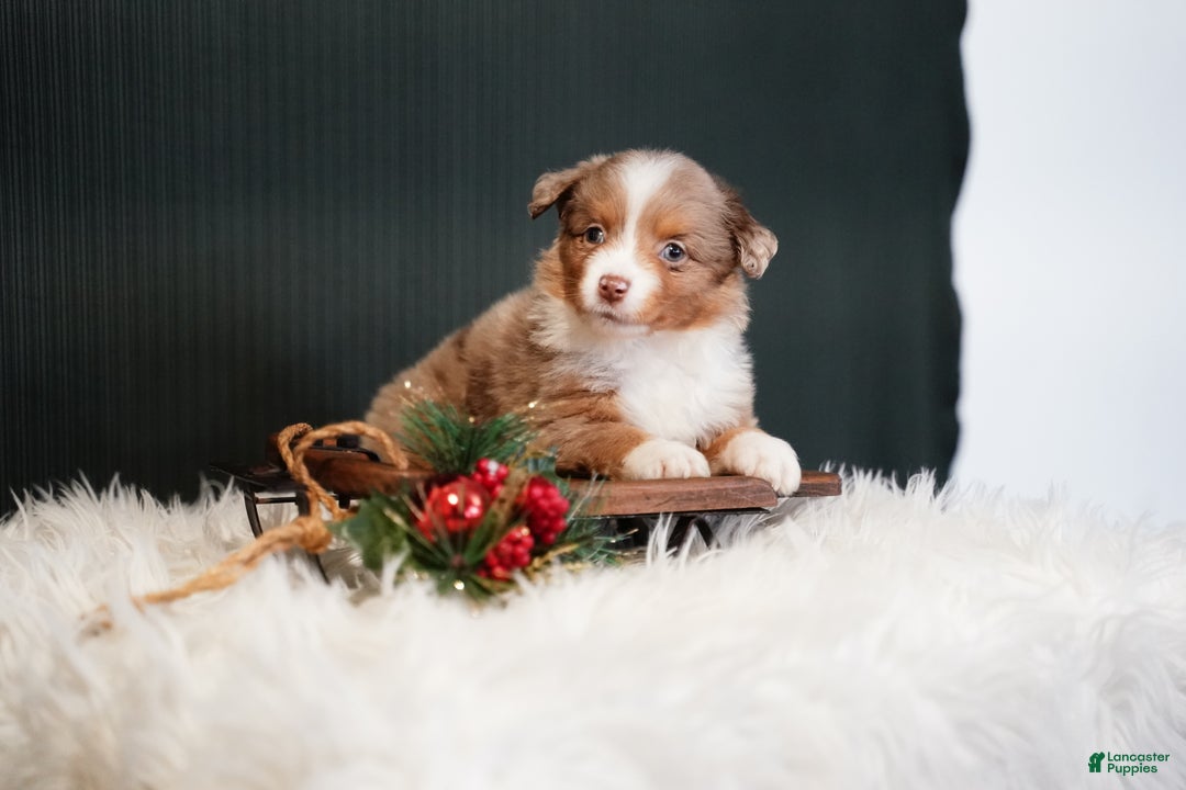 Miniature Australian Shepherd dogs for sale: Brody - Ad 4