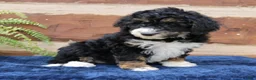 Mini Bernedoodle dogs for sale: Gina  - Ad 5