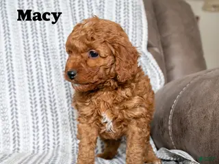 Cockapoo dogs Macy - Ad 30