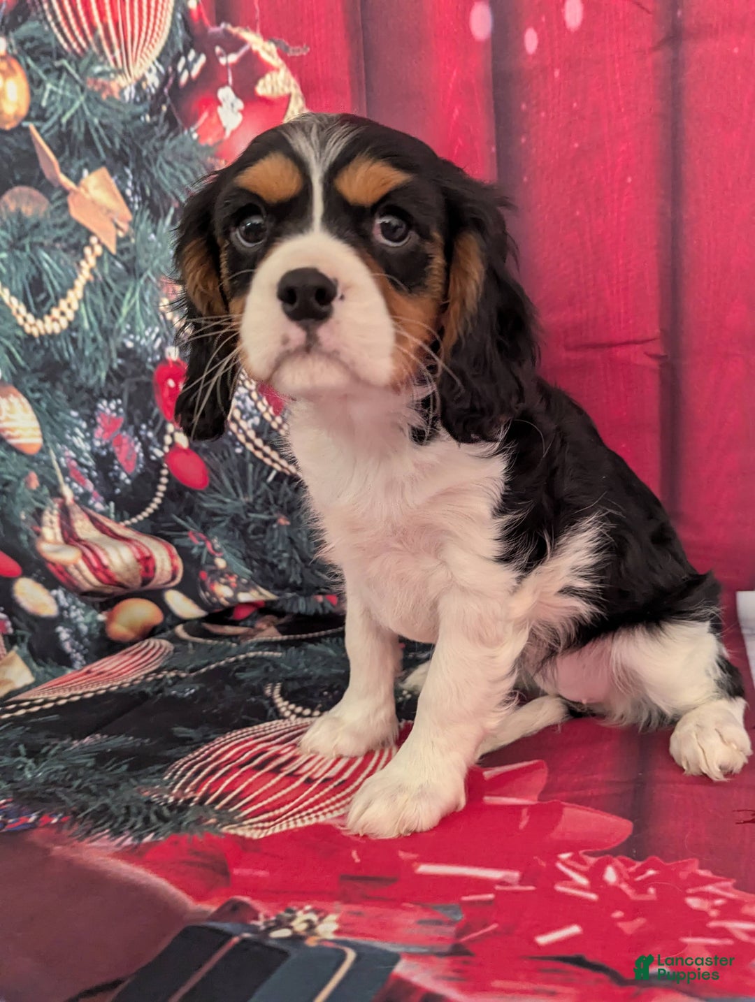 Cavalier King Charles Spaniel dogs for sale: Cavalier King Charles Spaniel Puppy 2 - Ad 6