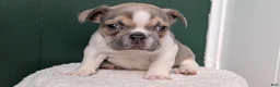 French Bulldog dogs for sale: Daisy - Ad 8