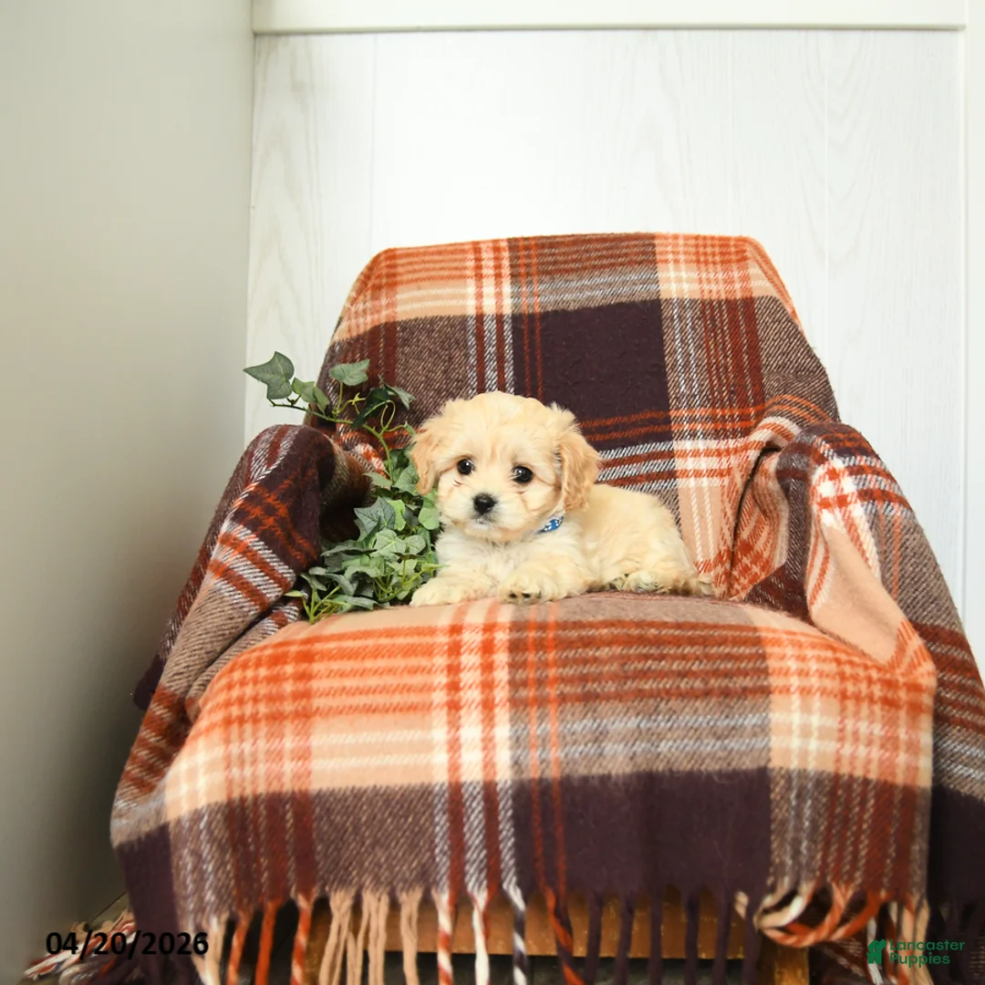 Cavachon dogs for sale: Keith - Ad 2