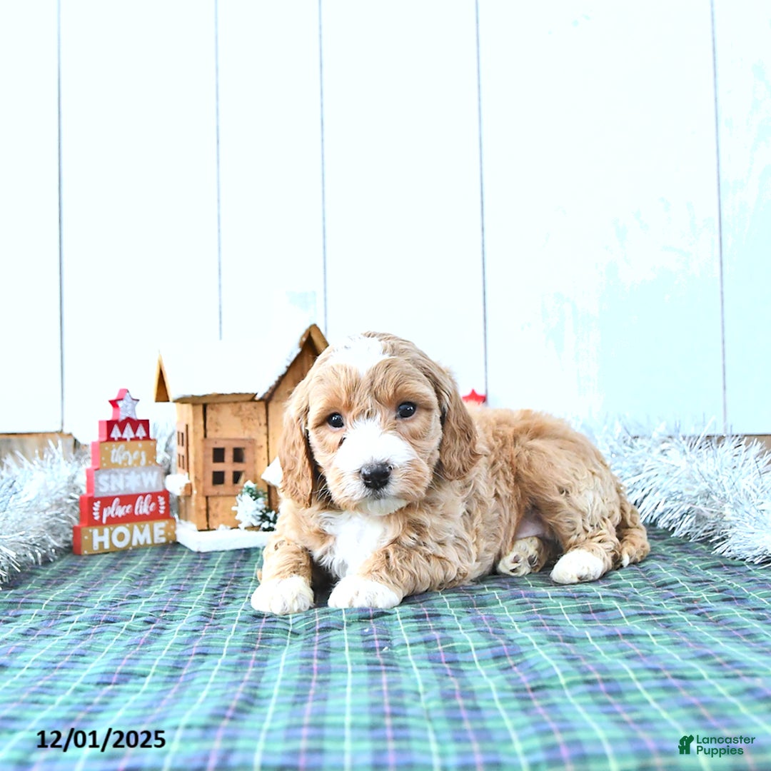 Mini Goldendoodle dogs for sale: Nicolas - Ad 4