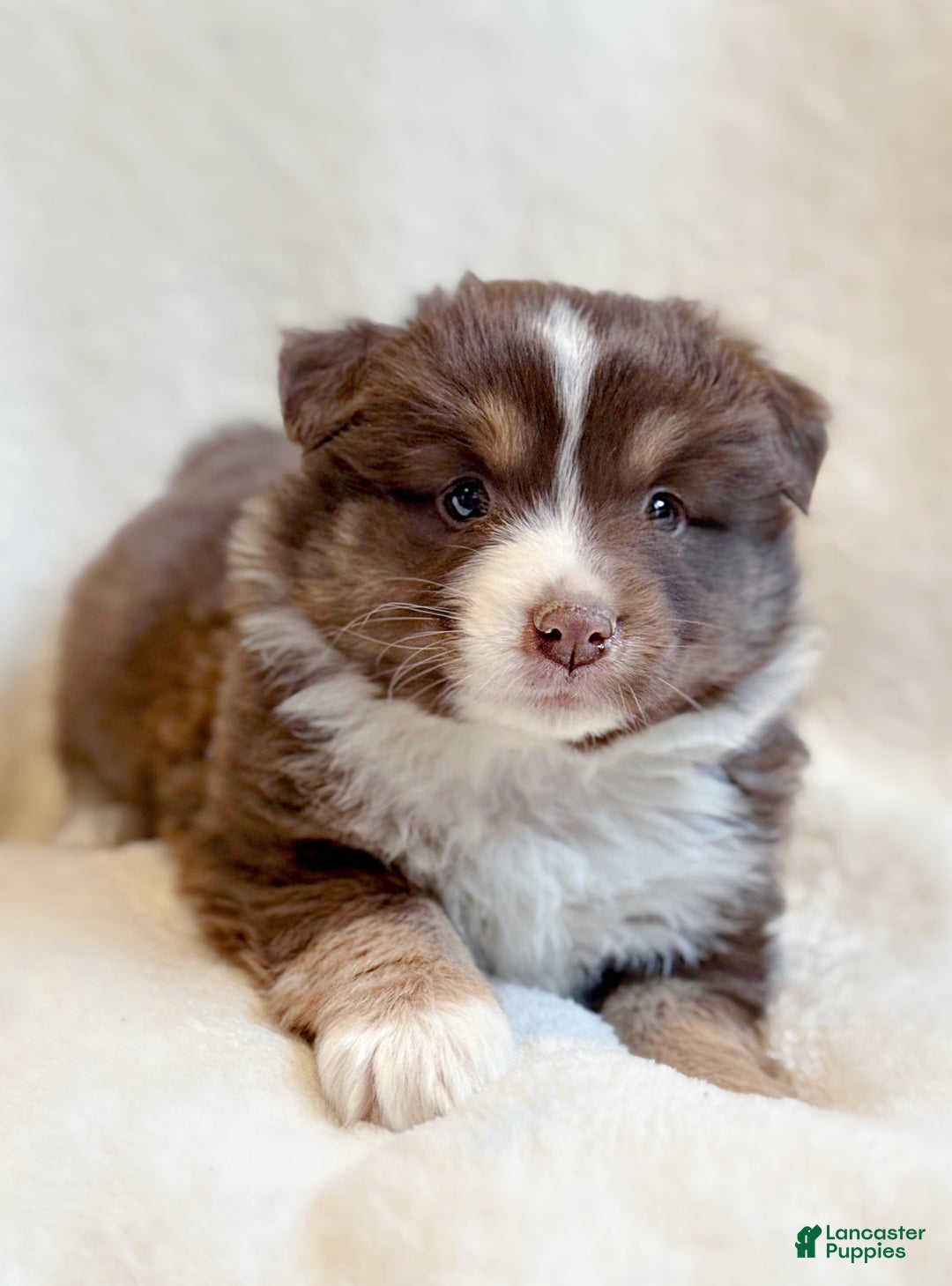 Miniature Australian Shepherd dogs for sale: Breeze - Ad 2