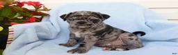 Pug dogs for sale: Gage - Ad 4