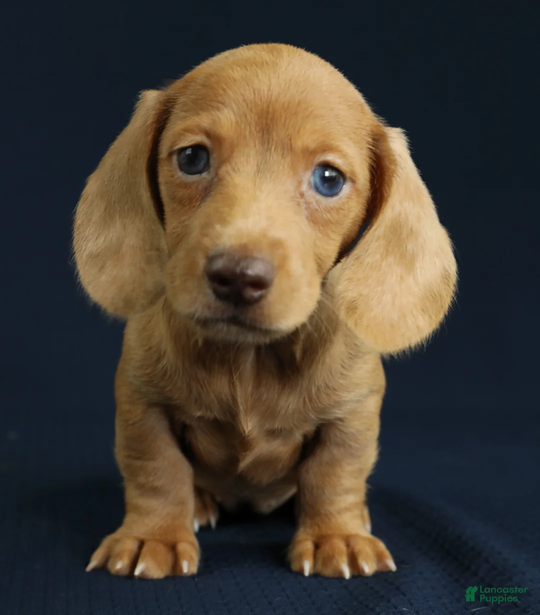Miniature Dachshund dogs for sale: Maya 🩵 - Ad 1