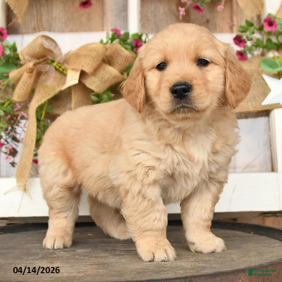 Golden Retriever dogs for sale: Lewis - Ad 2