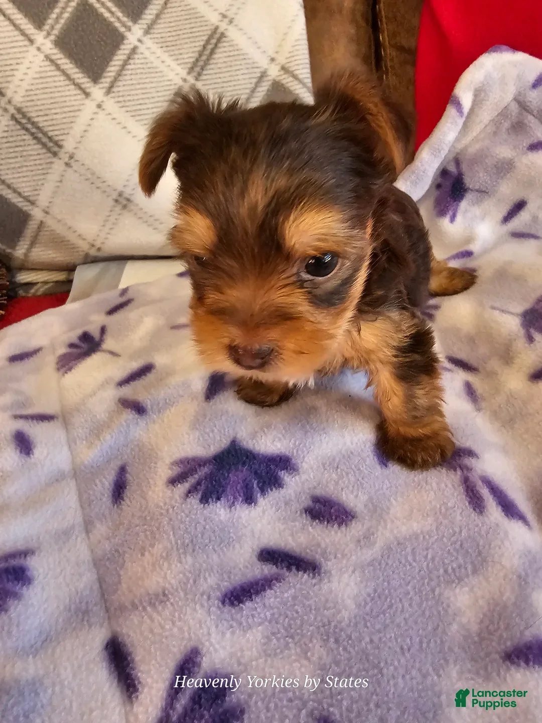 Yorkshire Terrier dogs for sale: Yorkshire Terrier Boy - Ad 3