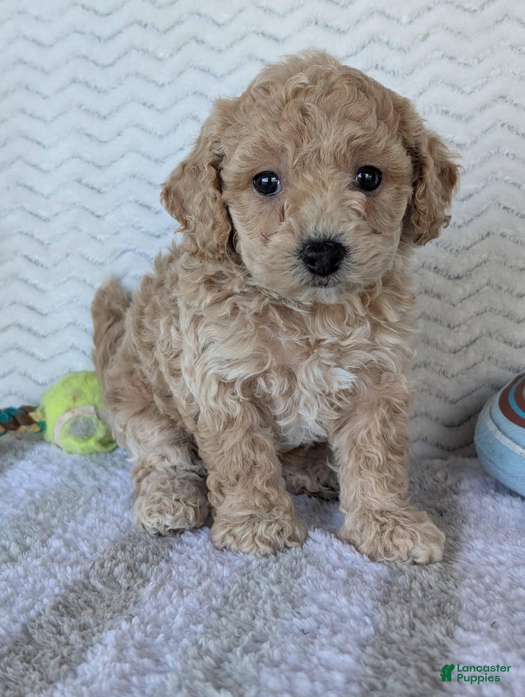 Bichpoo dogs for sale: Dasiy - Ad 3