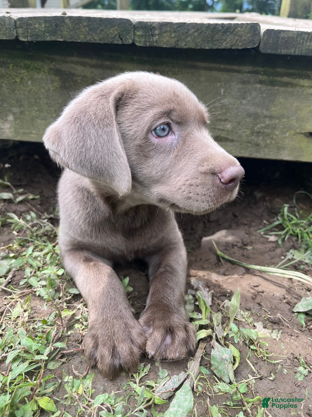 Labrador Retriever dogs for sale: Elsie - Ad 5
