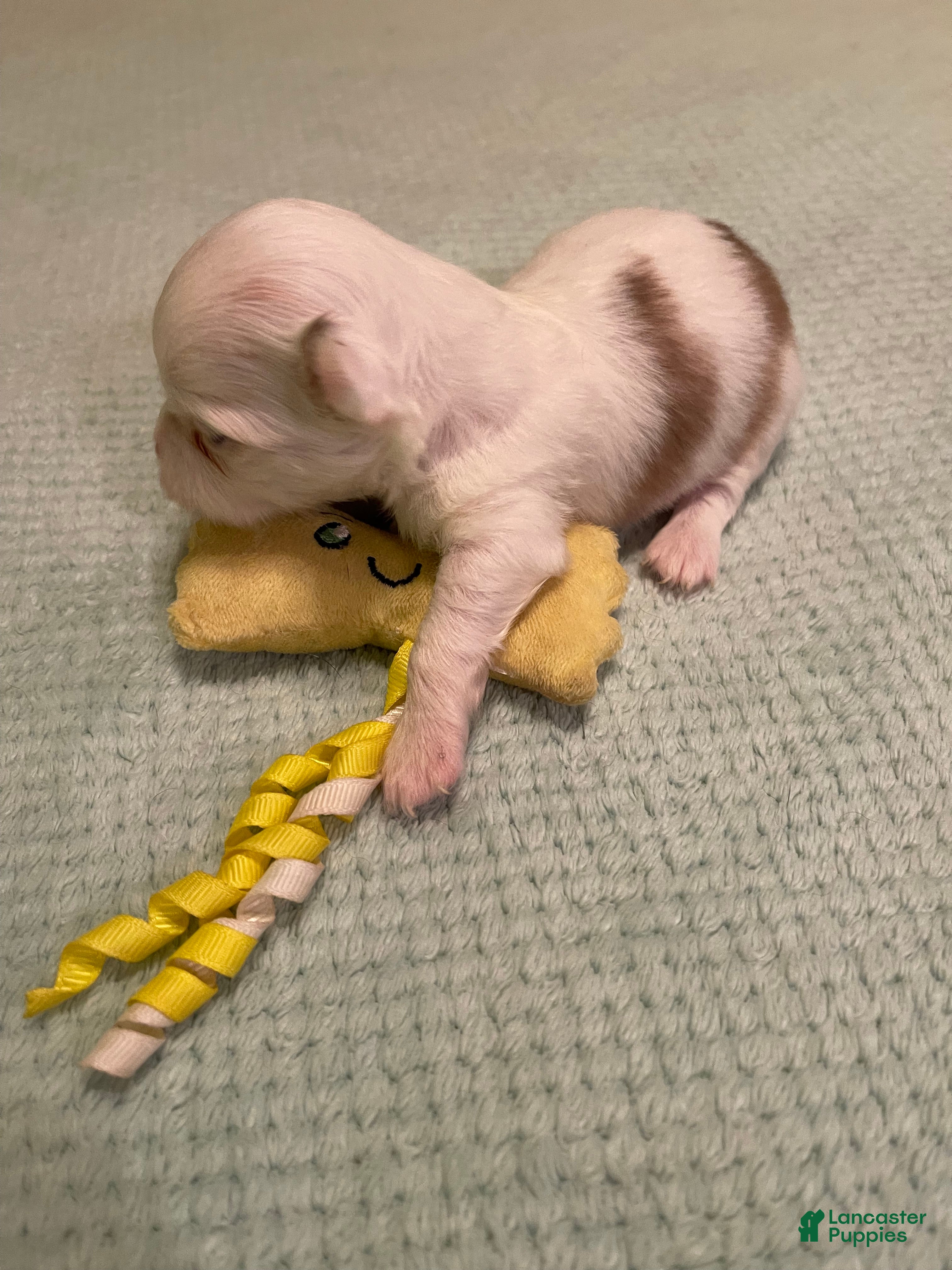 Chihuahua dogs for sale: Chihuahua 3 - Ad 2