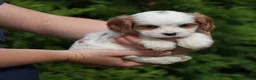 Cavachon dogs for sale: Chloe - Ad 2
