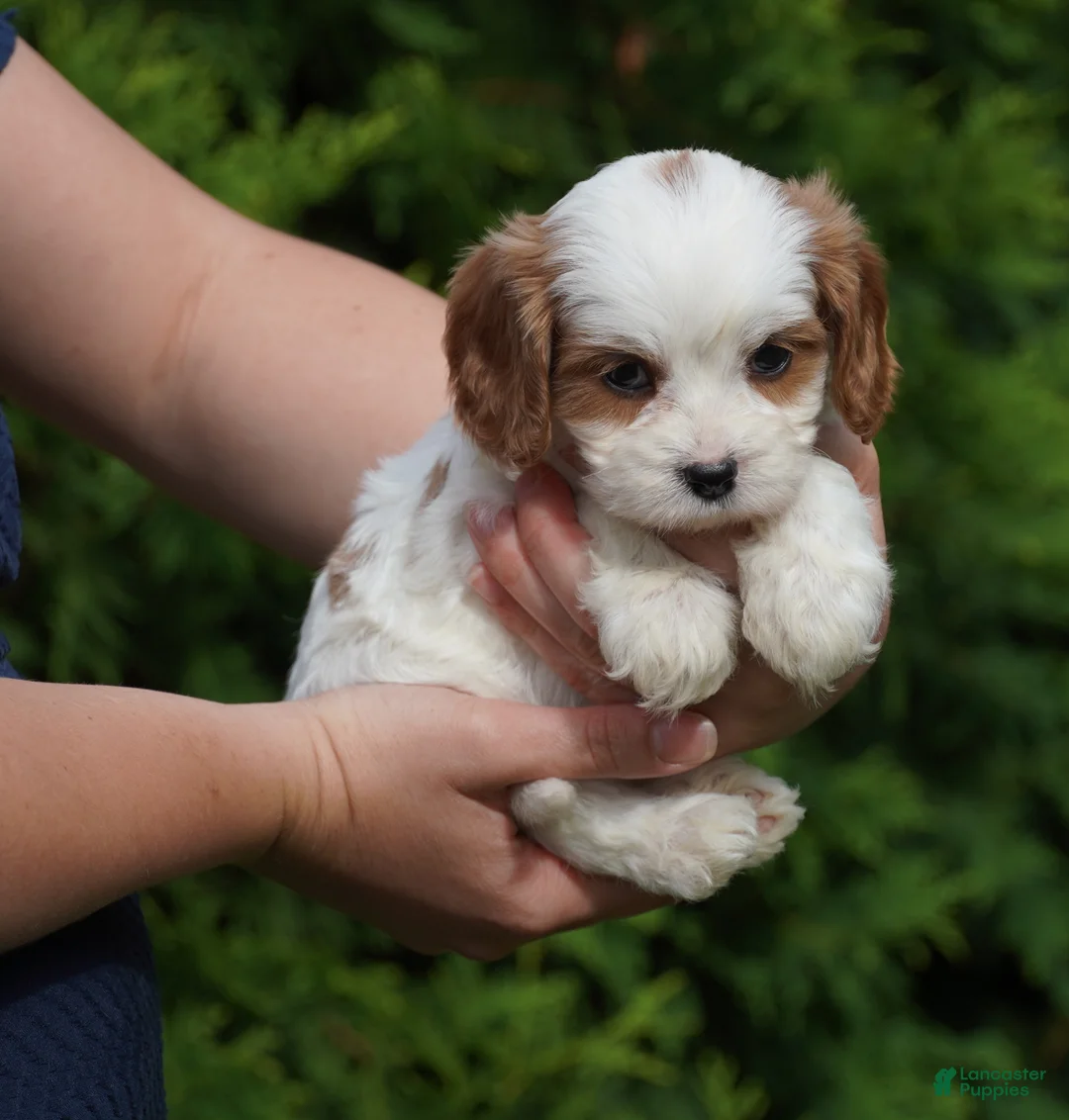 Cavachon dogs for sale: Chloe - Ad 2