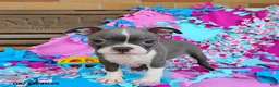 Boston Terrier dogs for sale: Razzle - Ad 1