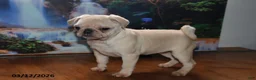 Pug dogs for sale: Sweetheart - Ad 2