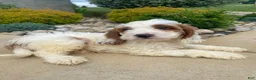 Cockapoo dogs for sale: Chase - Ad 11