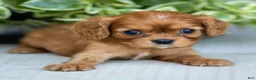 Cavalier King Charles Spaniel dogs for sale: Asher - Ad 2