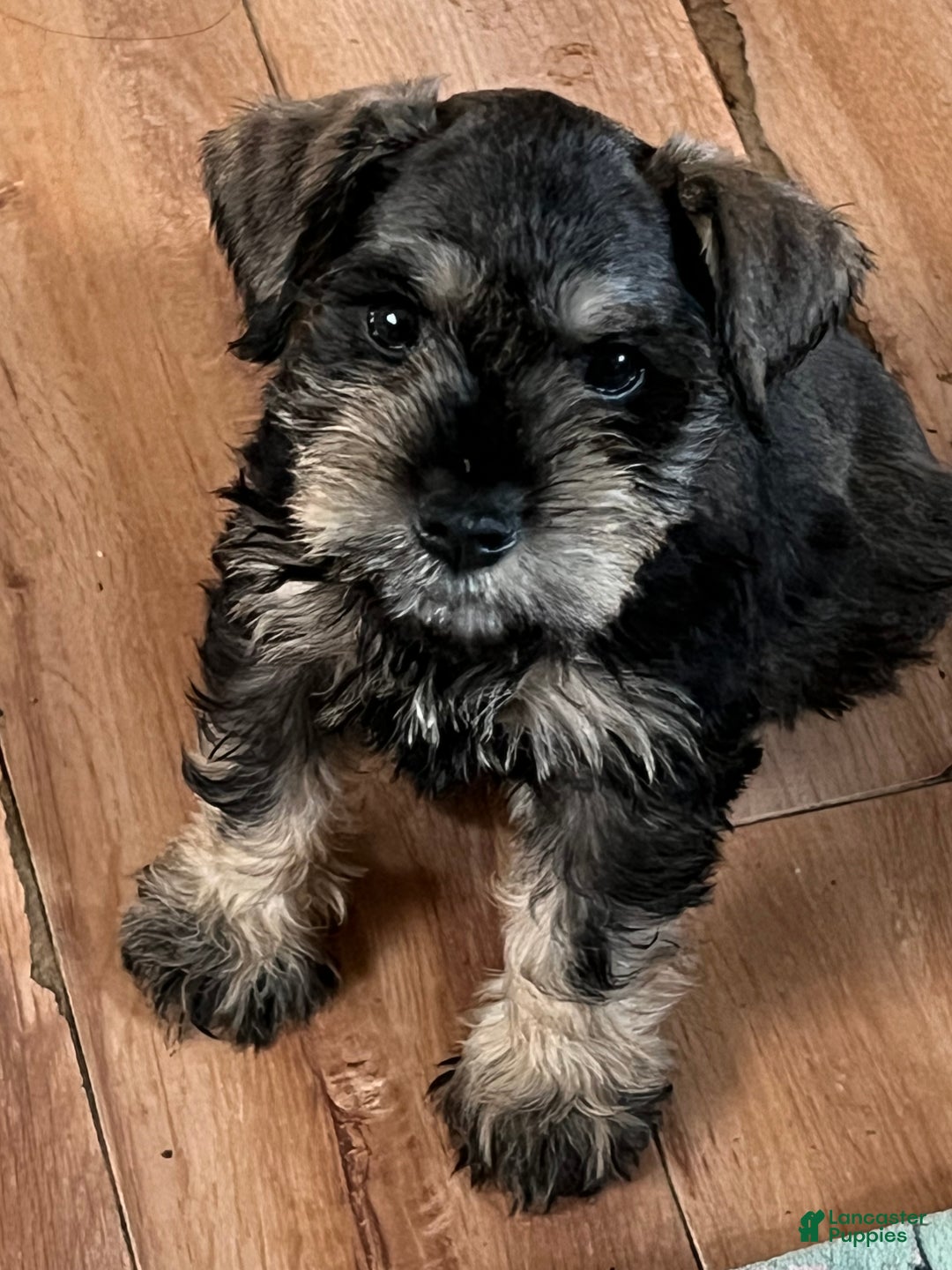 Miniature Schnauzer dogs for sale: Miniature Schnauzer Puppy 1 - Ad 1