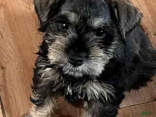 Miniature Schnauzer dogs Miniature Schnauzer Puppy 1 - Ad 1