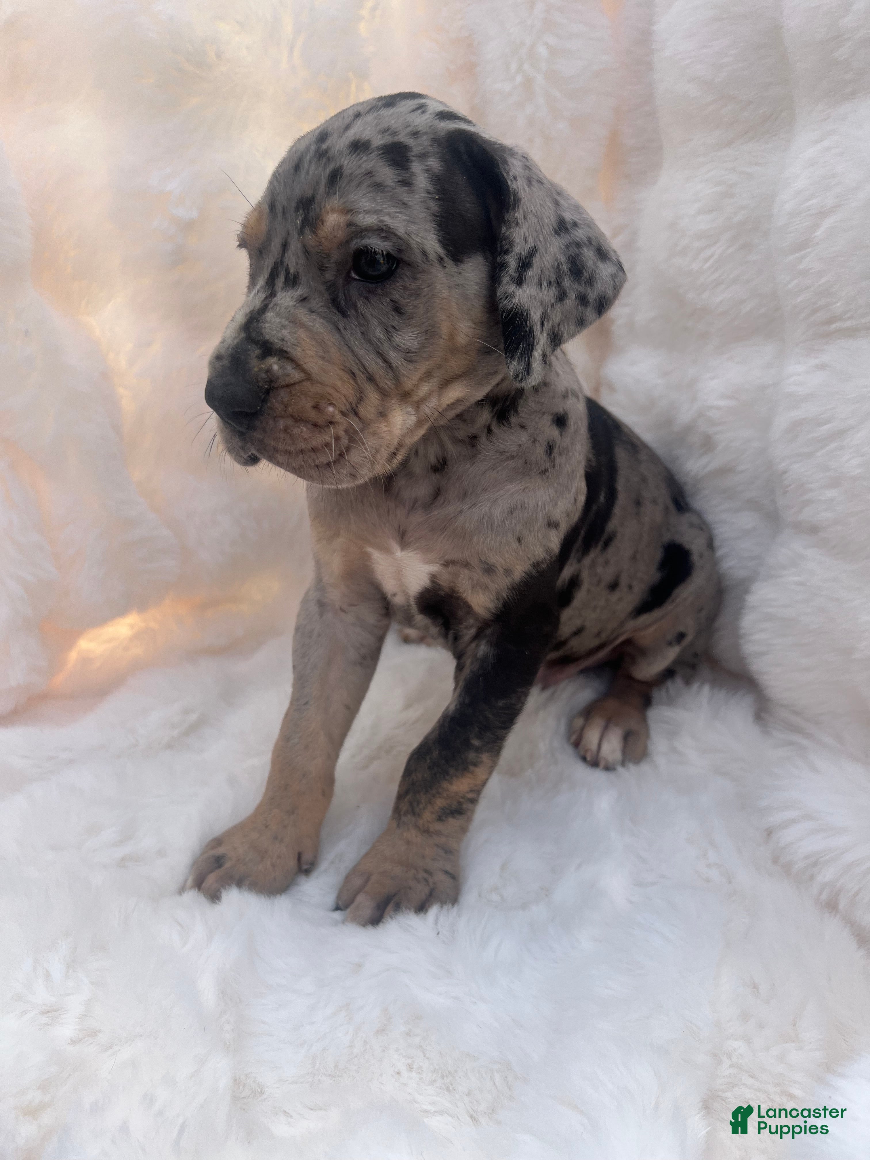 Great Dane dogs Giant  - Ad 8