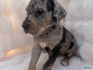 Great Dane dogs Giant - Ad 7