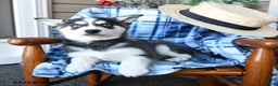Alaskan Klee Kai dogs for sale: Tundra - Ad 2