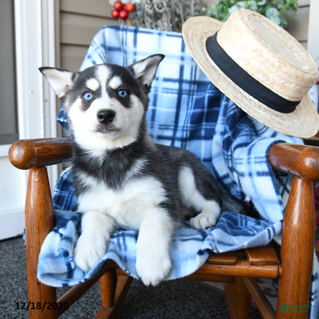 Alaskan Klee Kai dogs for sale: Tundra - Ad 2