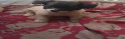 Mixed Breed dogs for sale:  Chipoo1 - Ad 6