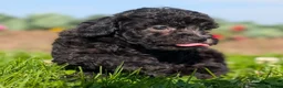 Toy Poodle dogs for sale: Black Tea - Ad 7