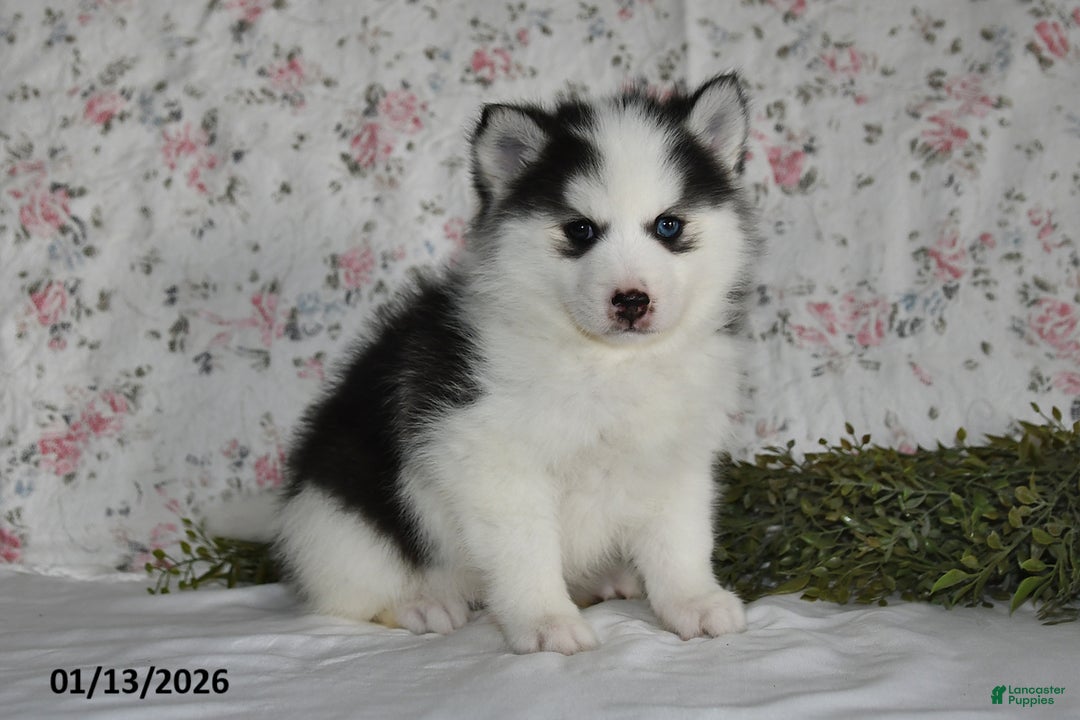 Pomsky dogs for sale: Kara - Ad 1