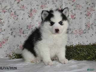 Pomsky dogs Kara - Ad 12