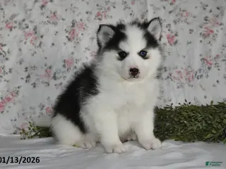 Pomsky dogs Kara - Ad 29