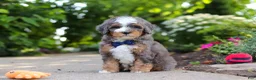 Mini Bernedoodle dogs for sale: Bentley - Ad 2