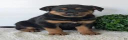Mixed Breed dogs for sale: Marley - Ad 20