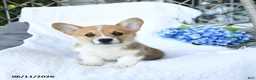 Welsh Corgi Pembroke dogs for sale: Kooper - Ad 4